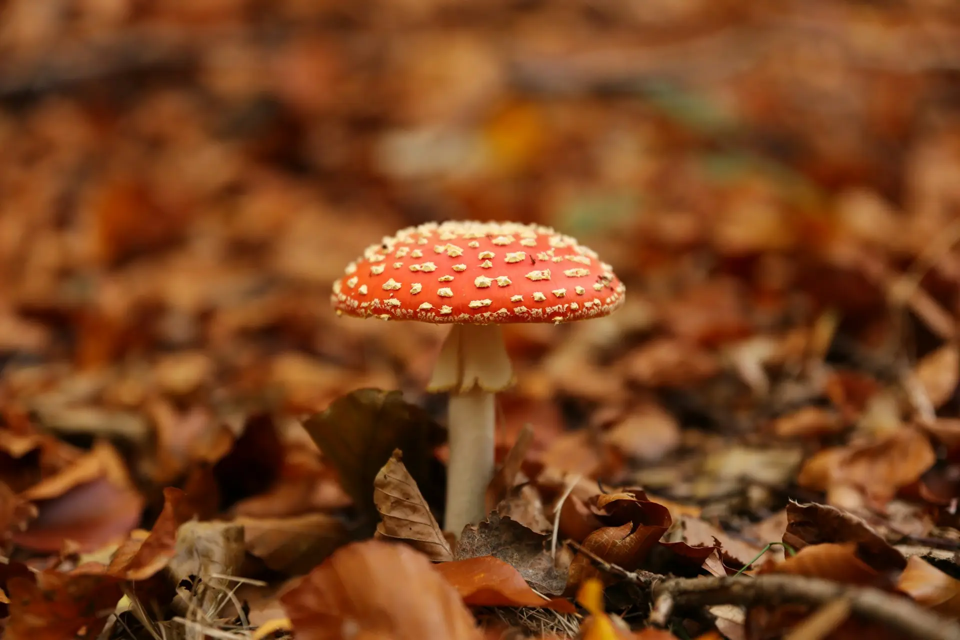A vibrant red mushroom with white spots sits centered on a bed of blurry, brown autumn leaves.