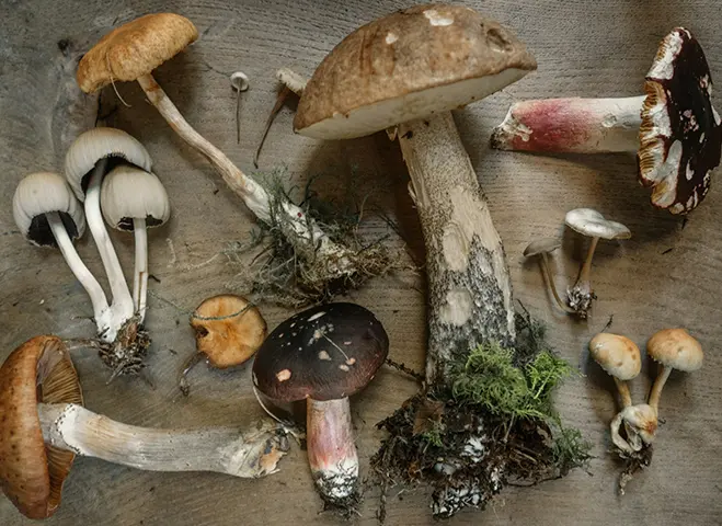 A diverse collection of wild mushrooms is displayed on a wooden surface, showing various sizes, colors, and textures.