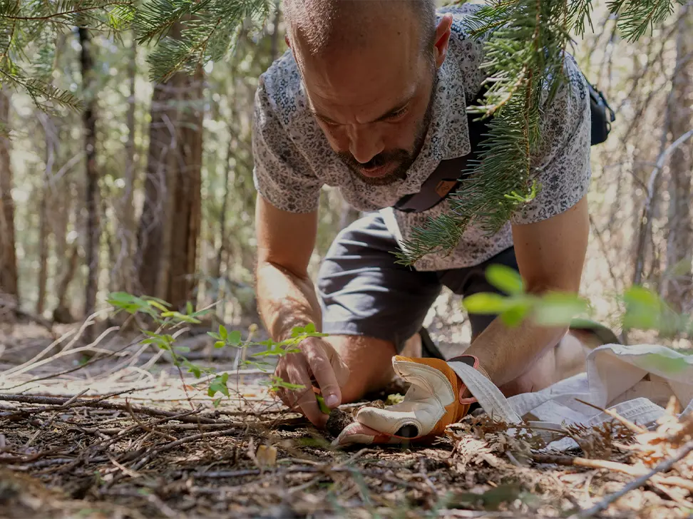 A person closely examining a mushroom with a magnifying glass, highlighting the details of its gills.