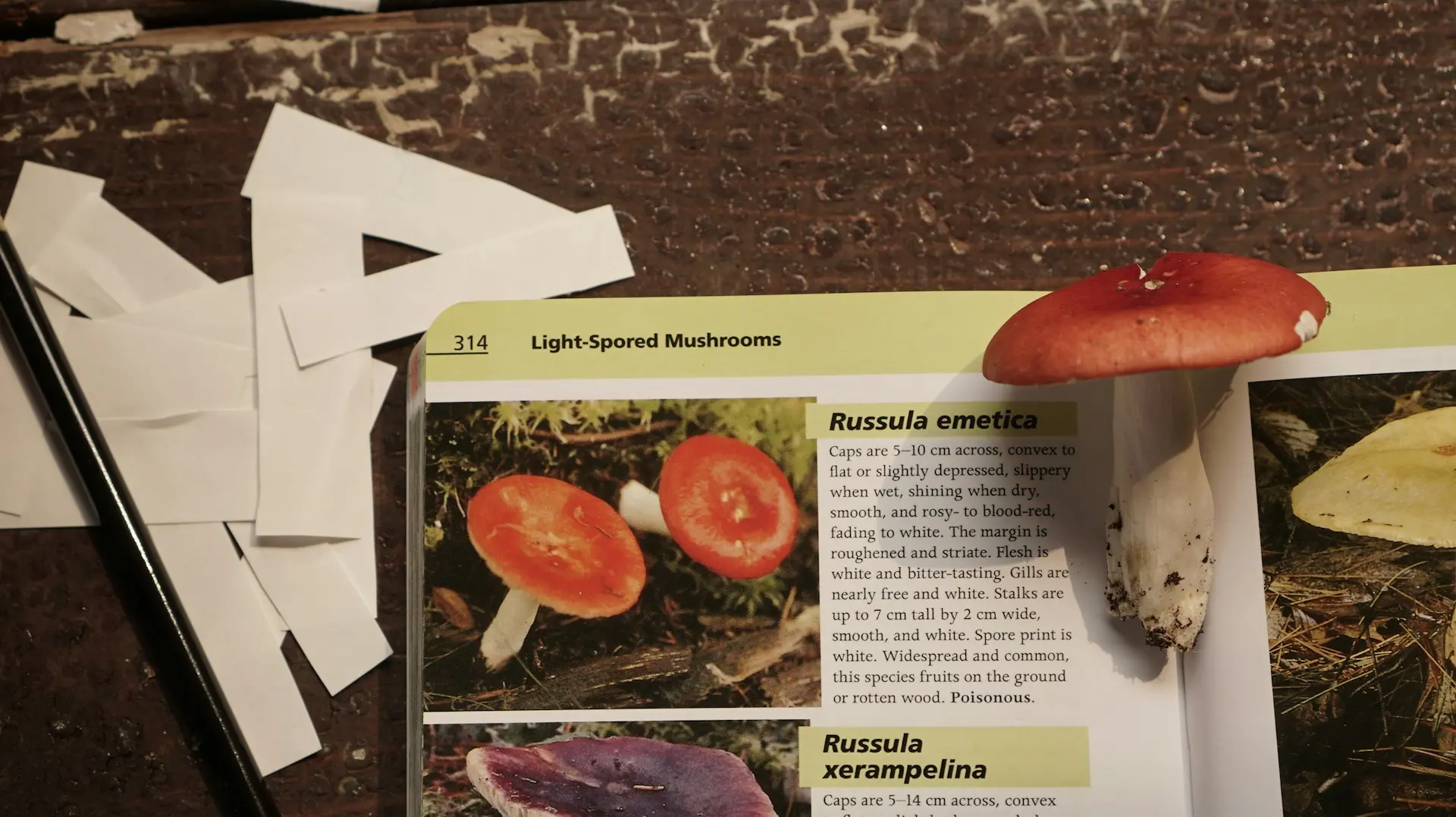 A book about mushrooms is open, showing the "Russula emetica" species, with a real, red mushroom resting on the page.