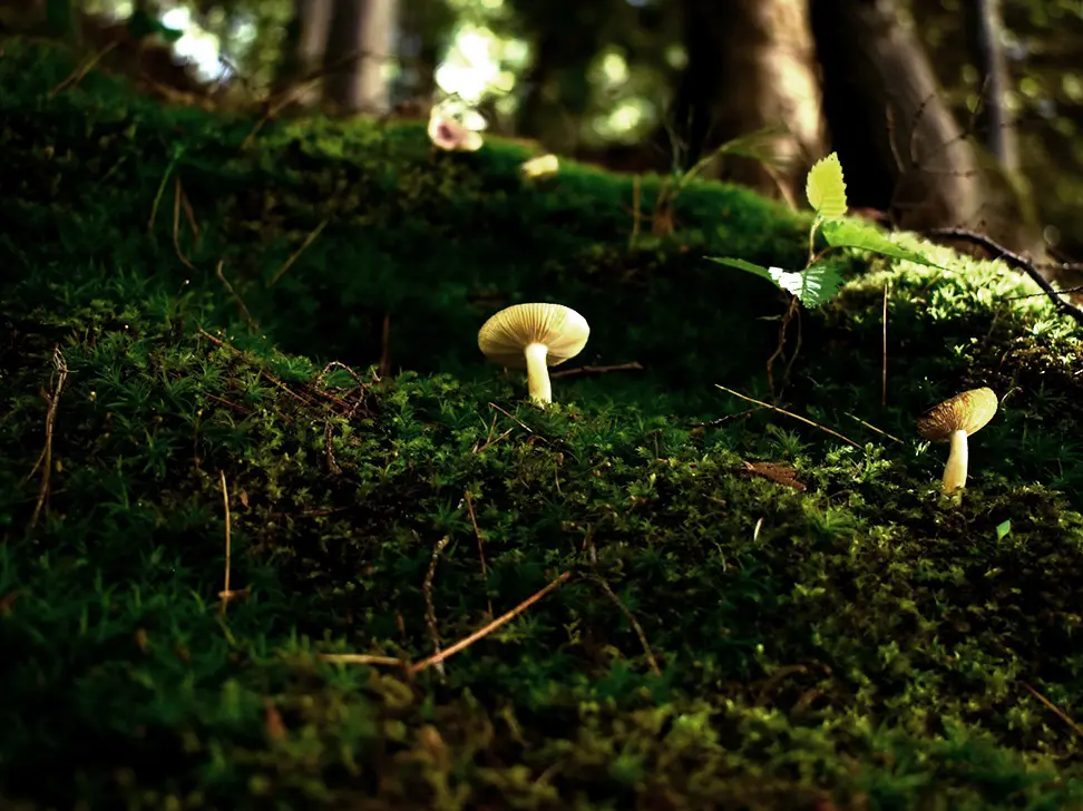 A shallow-focus photograph shows two small, light-colored mushrooms growing on a lush, green mossy forest floor. 