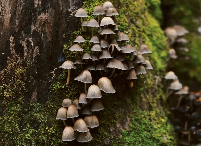 A tightly grouped brown mushrooms growing up a mossy tree trunk