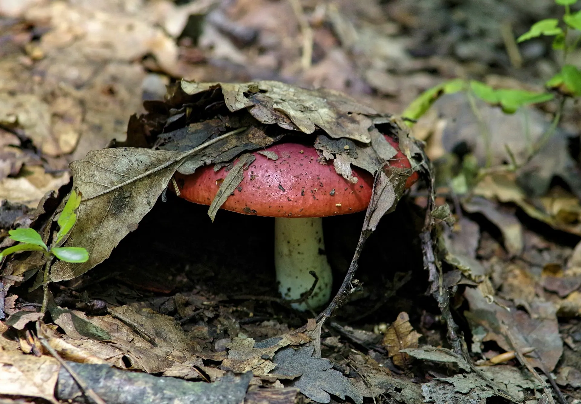 A mushroom with a red, speckled cap and a light-colored stem is partially covered by a layer of brown, fallen leaves on the forest floor.