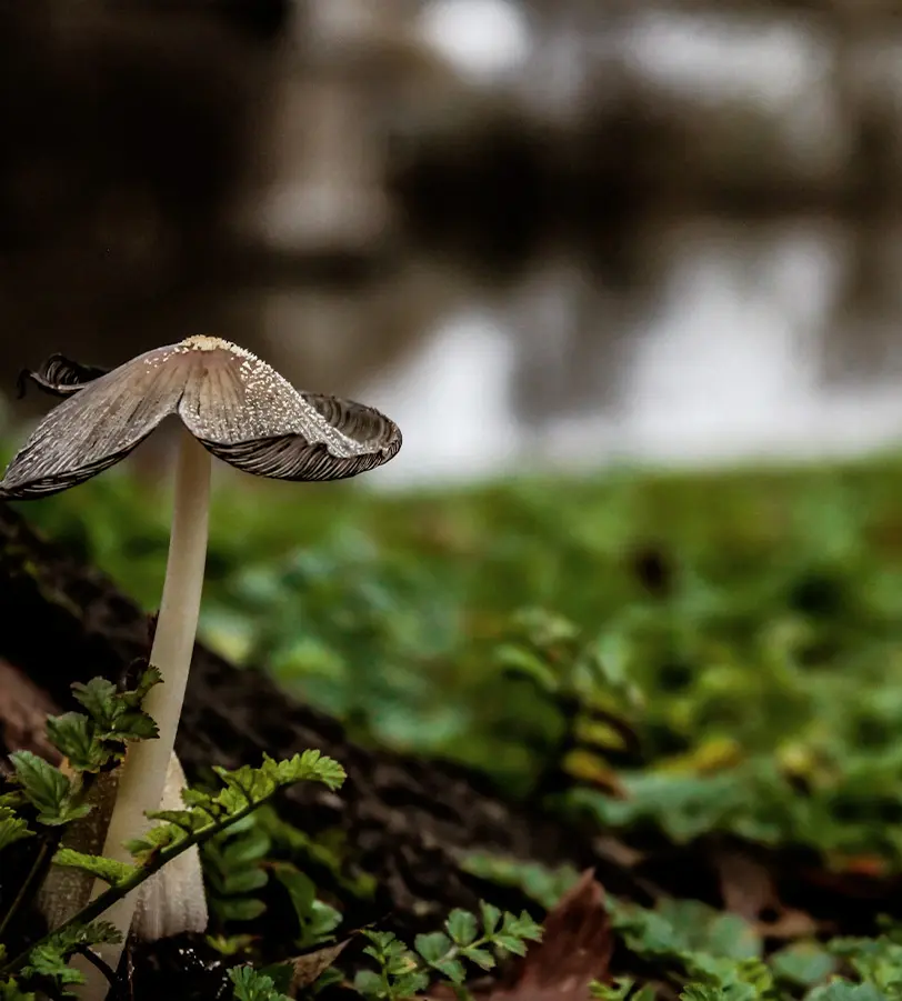 A lone gray mushroom stands on a green forest floor with a blurred background.